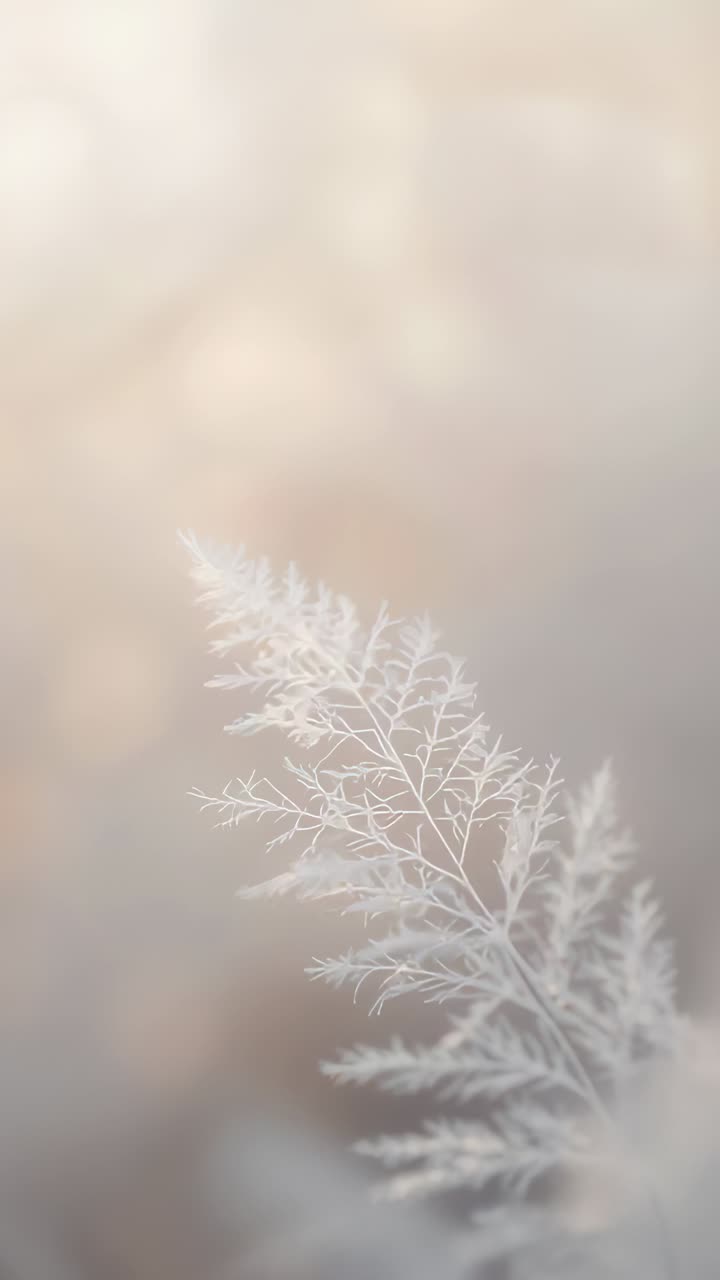 Vídeo vertical: movimento panorâmico da câmera em caule de samambaia fosca deslizando para o centro, mostrando o 2º caule e o bokeh
