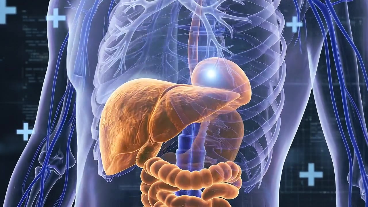 Full Human Torso Scan Showing Digestive System and Liver Location Framework