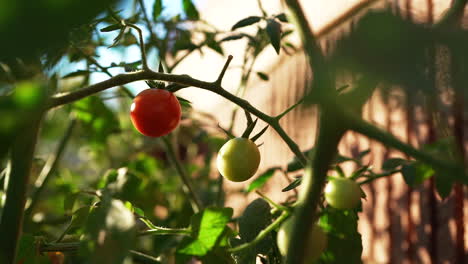 tomates cherry pequeños, algunos verdes pero uno listo para recoger y comer del arbusto - dolly back
