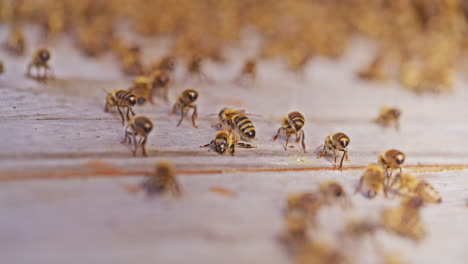 Nahaufnahme-Eines-Schwarms,-Der-In-Den-Bienenstock-Eindringt