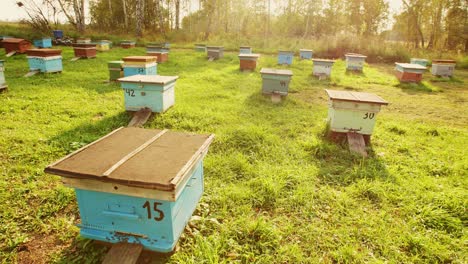 beehives in a rural setting