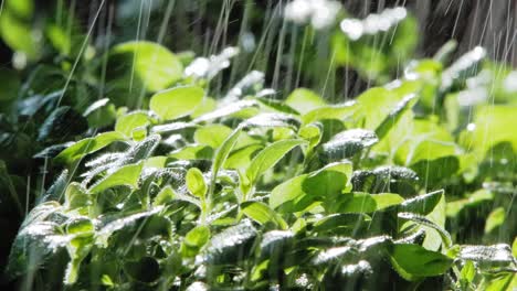 close up of rain falling on oregano plant leaves in garden, lit by sun from behind