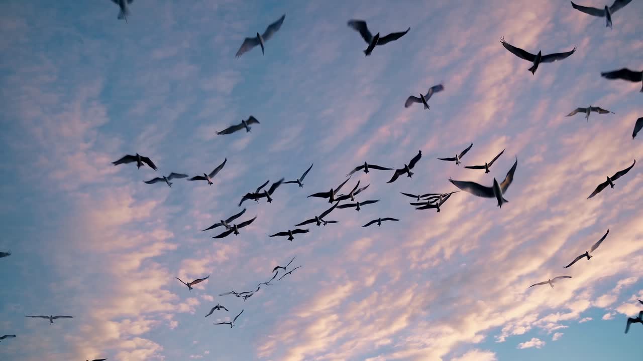 Aerial video captures a flock of birds silhouetted against a vibrant sunset sky