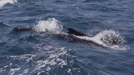 Dos-Ballenas-Piloto-Respiran-En-La-Superficie-Del-Mar-Azul-En-Cámara-Lenta-De-Gibraltar