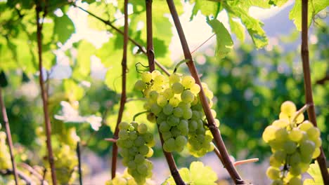 hermosas uvas de vino en la plantación de vino en tirol del sur, italia