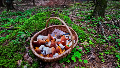 big mushrooms kept in a basket on ground