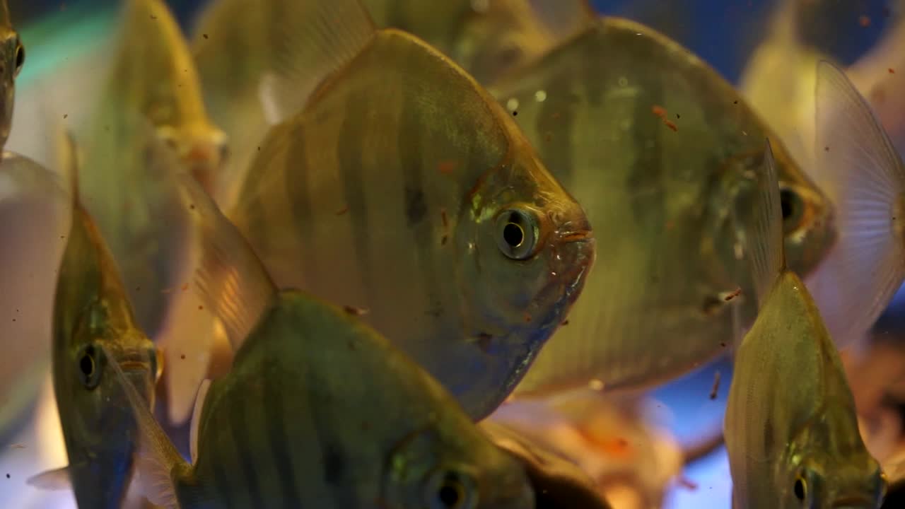 Stunning school of Striped Silver Dollar fish, newly found species, not common in fish trade