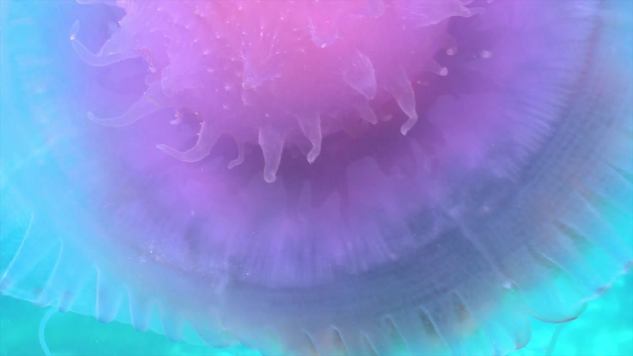 콜리플라워 젤리피쉬 크라운 클로즈업