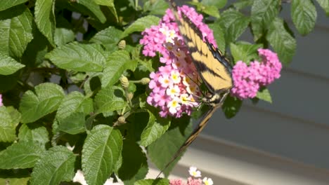 a yellow butterfly feeds on nectar on a bright summer day