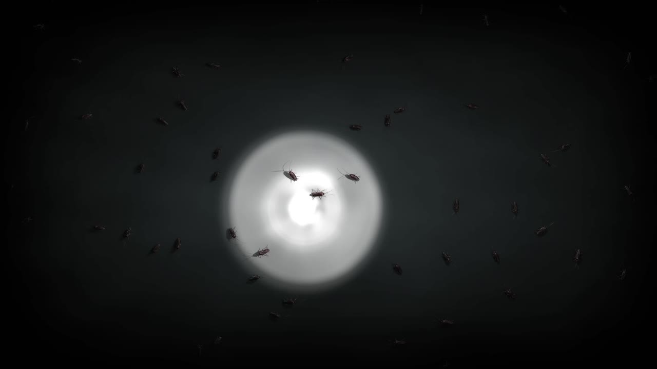 Roaches swarm on wall illuminated by flashlight, eerie Halloween atmosphere