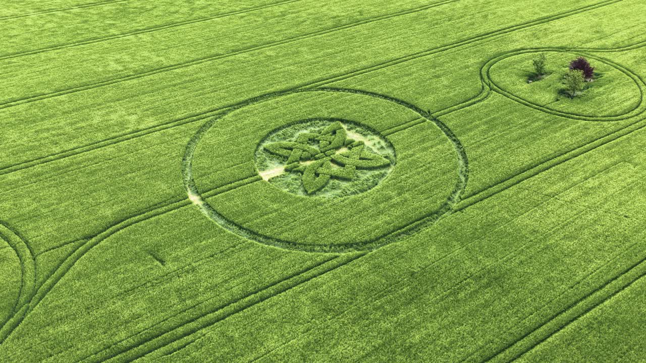 Sutton Veny crop circle 2025 aerial view circling over Celtic knot pattern high value barley field