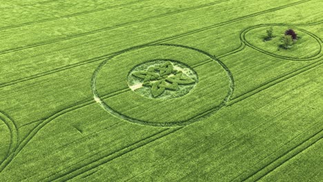 sutton veny crop circle 2025 aerial view circling over celtic knot pattern high value barley field