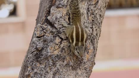 Beautiful-Indian-squirrel-with-strips-on-body-sitting-on-tree-conscious-1920-x-1080