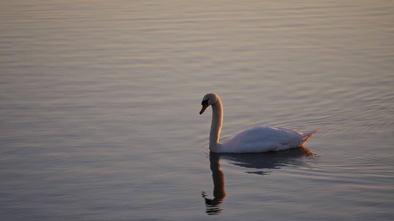 Slow-motion footage of a swan floating gracefully on the pond as dawn breaks.