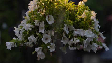 white flower petals decorating a wedding background on a rainy day: elegant and beautiful event decor