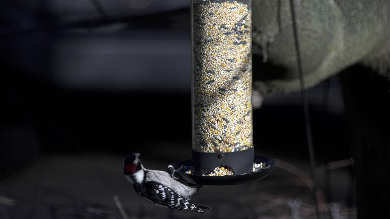Kleiner, flaumiger Specht, der Samen aus einem hängenden Vogelfutterhaus frisst und dann wegfliegt