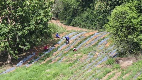 4k farmers planting crops on a farmland hillside wearing straw hats on a hot sunny day in tropical thailand