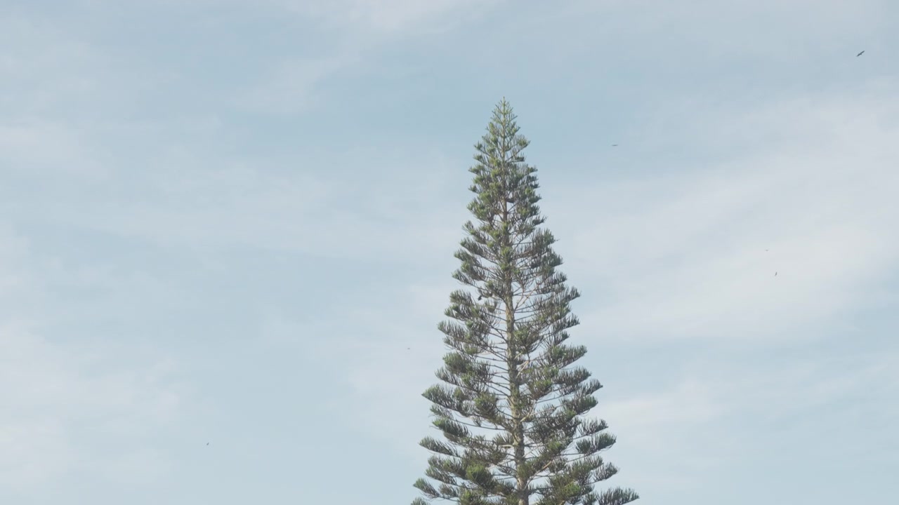 Un'unica alta conifera che si erge solitaria contro un cielo pallido e coperto
