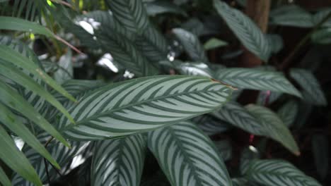 tropical plants and leaves in a green house in botanic garden