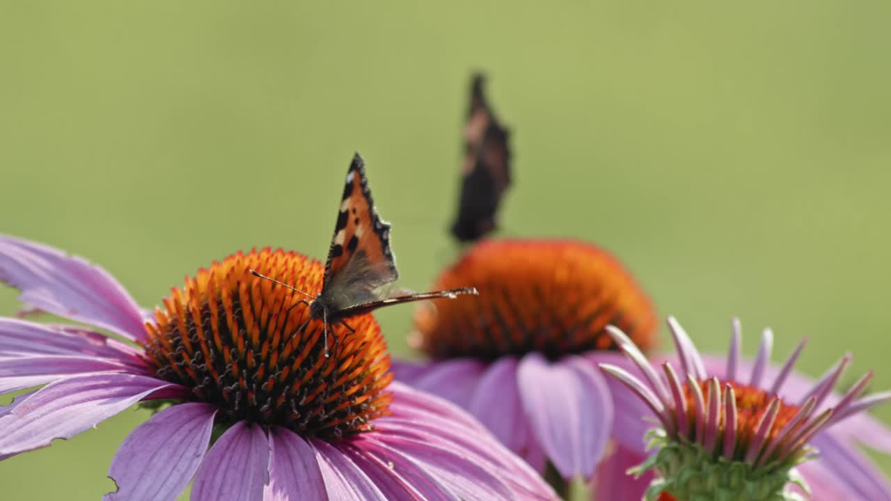 vista súper cercana de mariposas polinizando flores violetas