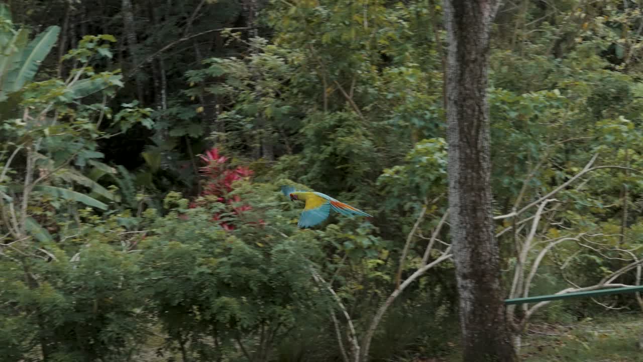 tiro de seguimiento de loro colorido volando hacia el árbol