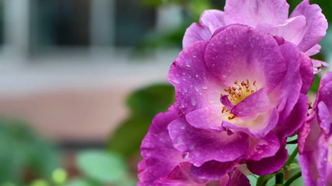 요코하마의 아름다운 풍경