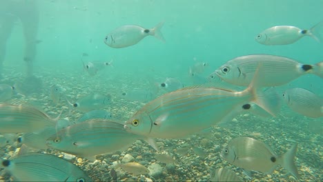 Group-of-school-of-fish-swim-underwater-near-camera-at-mediterranean-sea-looking-for-fish-during-summertime