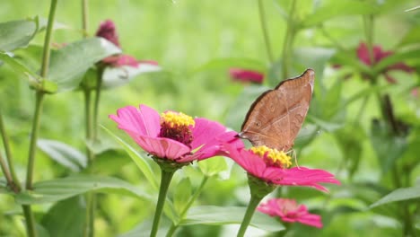 mariposa marrón posada sobre una flor roja sobre un fondo de arbustos