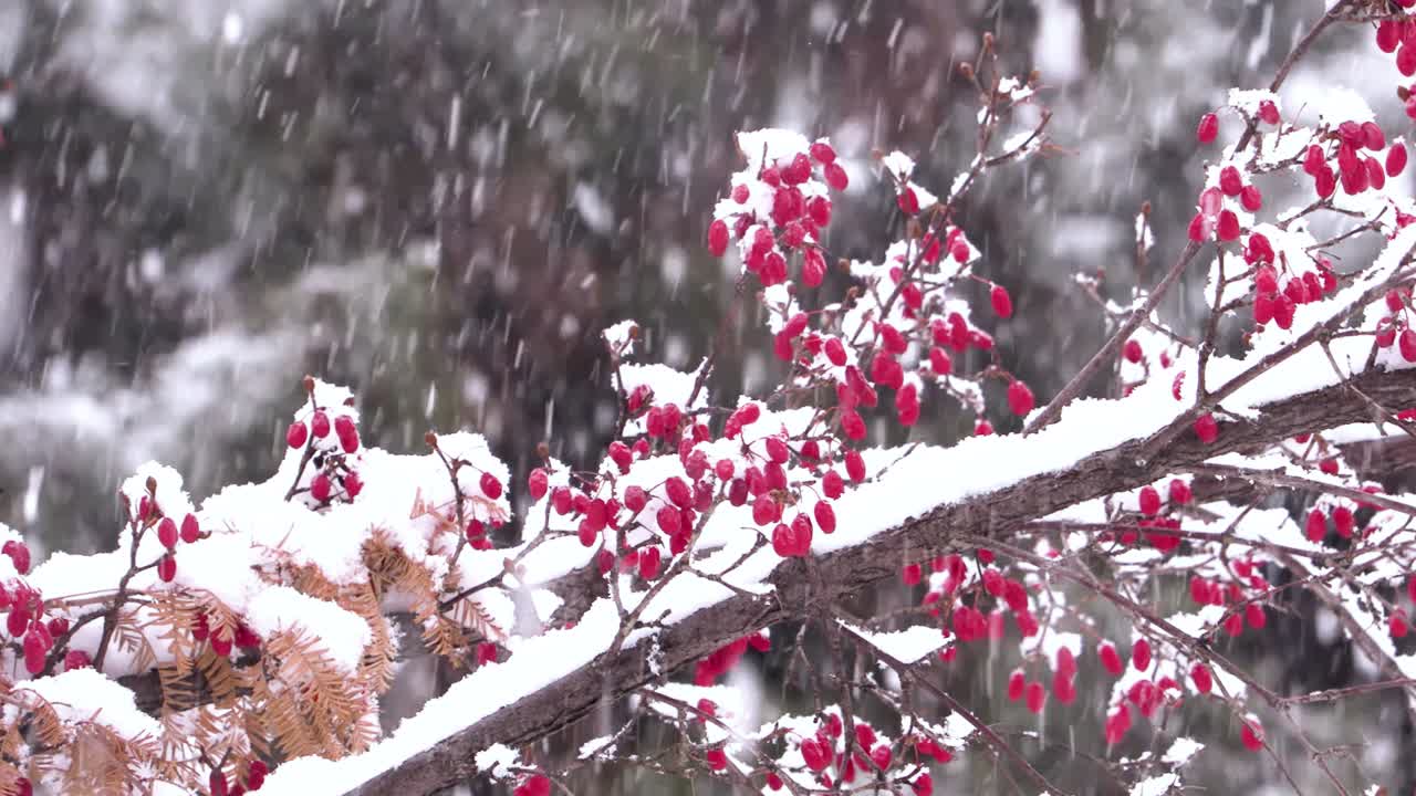 한국산에 내리는 폭설
