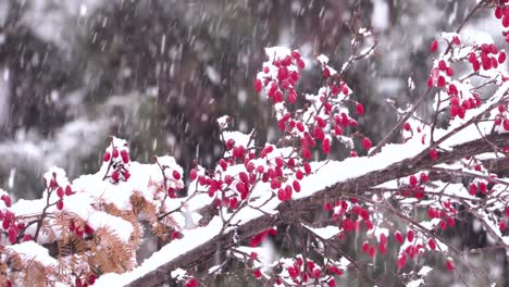 Heavy-snow-falling-on-a-Korean-Mountainash