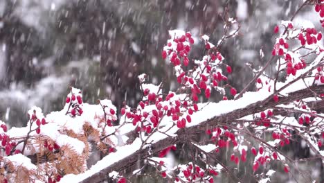 heavy snow falling on a korean mountainash