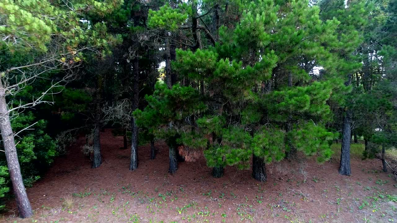 Close Up View of Green Pine Trees in a Forest
