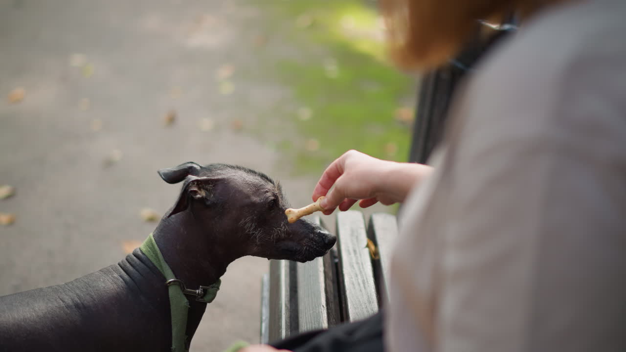 Woman Cares For Dog, Gentle Scene In Park, Calm Woman With Her Hairless Dog, Woman Gently Offers Treat To Her Hairless Canine, Closeup Of Woman With Her Hairless Dog In Soft Autumn Sunlight
