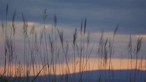 Briznas-De-Hierba-En-Los-Rayos-Del-Atardecer