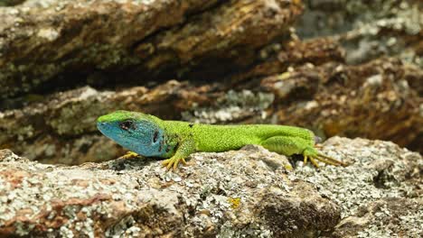 The-Tailless-Survivor:-A-Lizard's-Tale