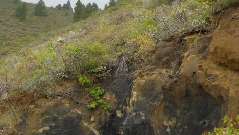 una vista de un camino lleno de árboles verdes y tierras cubiertas de hierba al valle de guimar tenerife islas canarias de españa