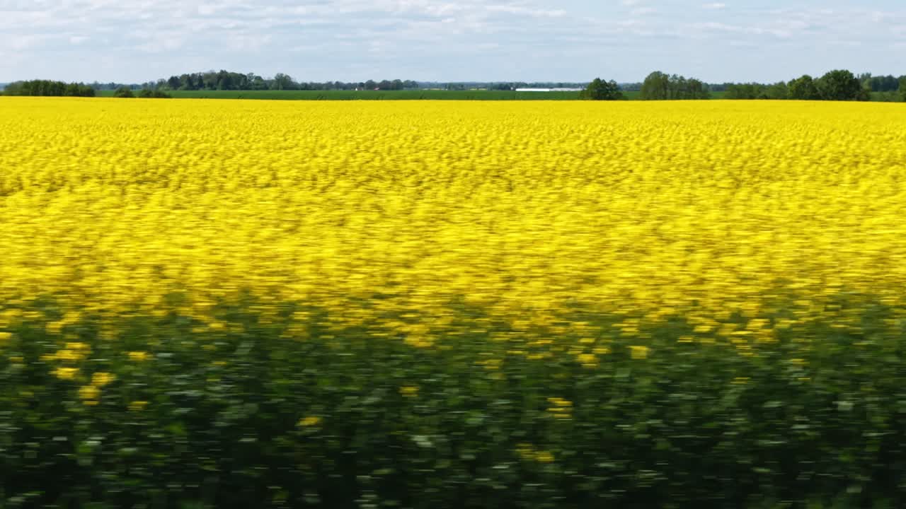 Overhead drone of textured blooming rapeseed crop field