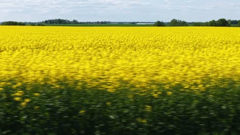 overhead drone of textured blooming rapeseed crop field
