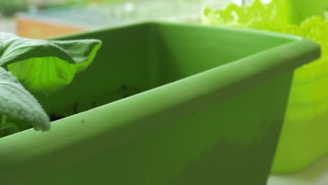 Fresh-homegrown-radish-in-window-sill-box-garden,-close-up-dolly-shot