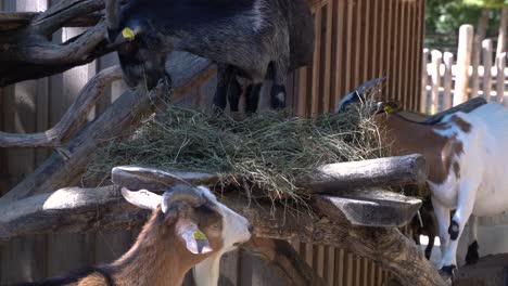 handheld view of multiple goats on farm eating dried straw
