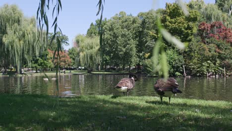 Patos-Junto-A-Un-Estanque-En-El-Jardín-Público-De-Boston