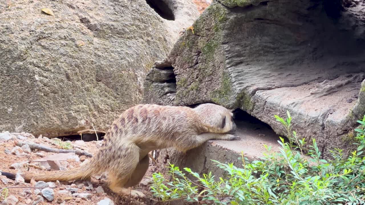 Una madre suricato e il suo cucciolo cercano cibo intorno a un tronco cavo alla luce del giorno