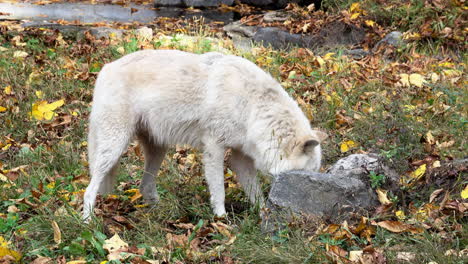 Ein-Weiblicher-Rocky-Mountain-Grey-Wolf-Gräbt-Unter-Einem-Felsen-Und-Steckt-Dann-Ihren-Kopf-In-Das-Loch