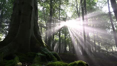 toma deslizante del suelo del bosque con increíbles rayos de sol brillando a través de la niebla y los árboles