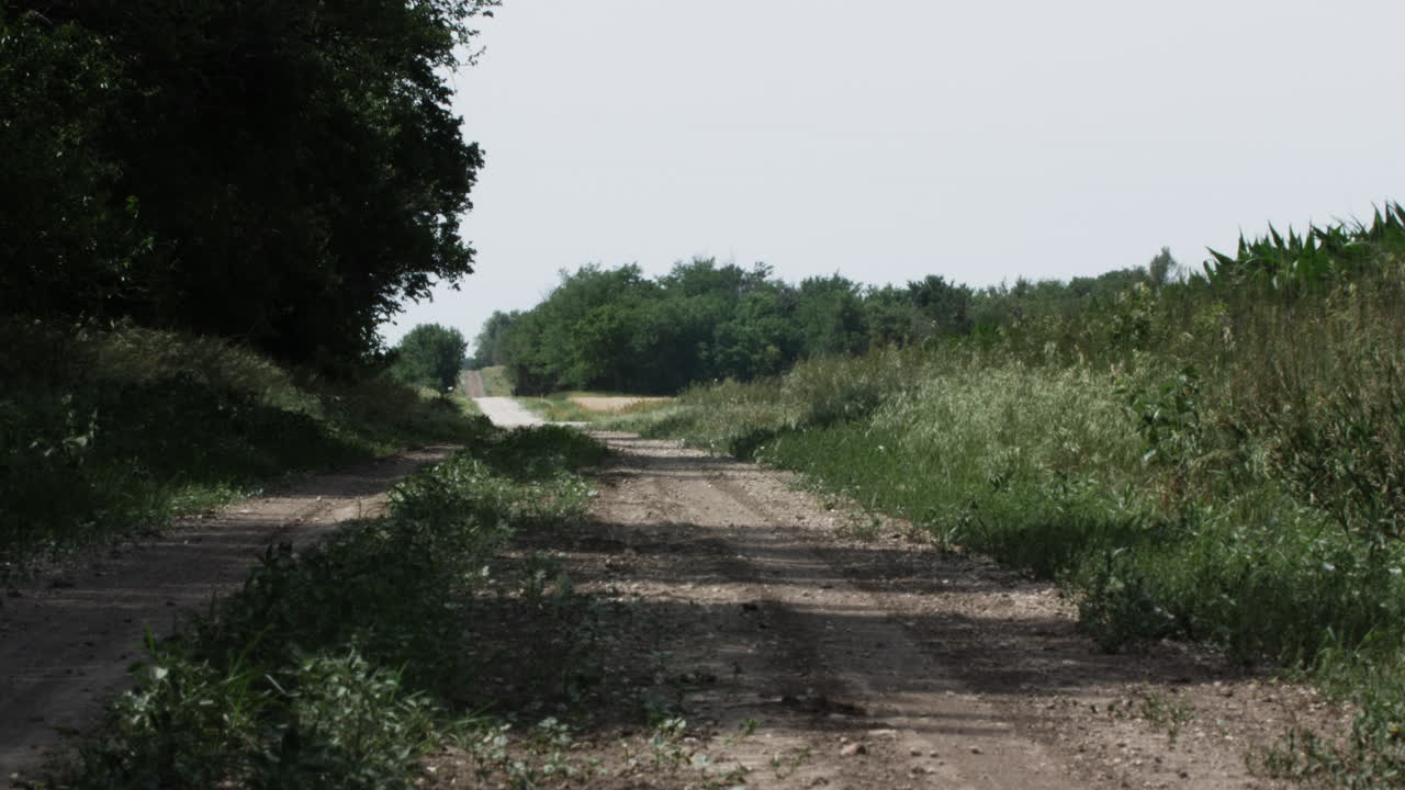 농촌, 흙, 시골길, 농장, 농업, 농장 땅, 작은 마을, 드라이브, 말, 소, 여름