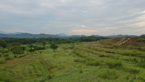 在新領土的平<unk>莊園的 imperata cylindrica 草地