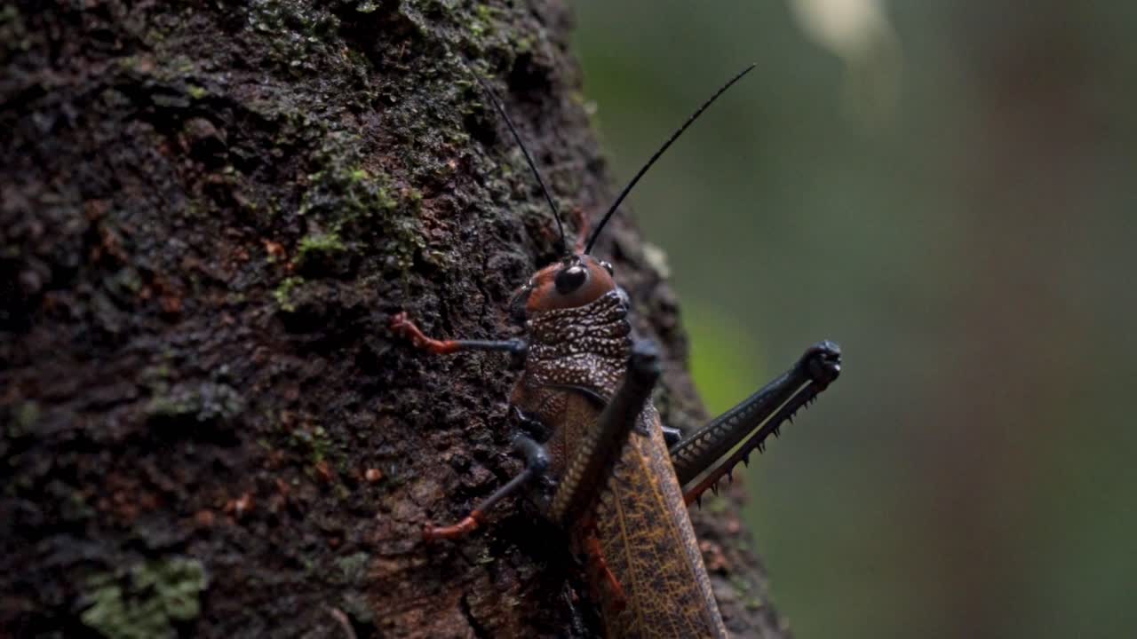 A detailed close-up shot of a large, distinctive grasshopper or katydid clinging to a moss-covered tree trunk in the Sirena Sector of Corcovado, Costa Rica