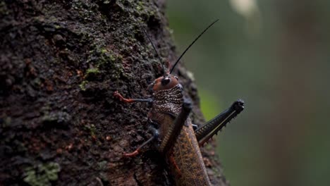 a detailed close-up shot of a large, distinctive grasshopper or katydid clinging to a moss-covered tree trunk in the sirena sector of corcovado, costa rica