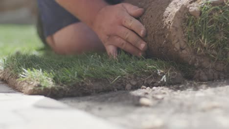 gardener laying a roll of natural lawn turf