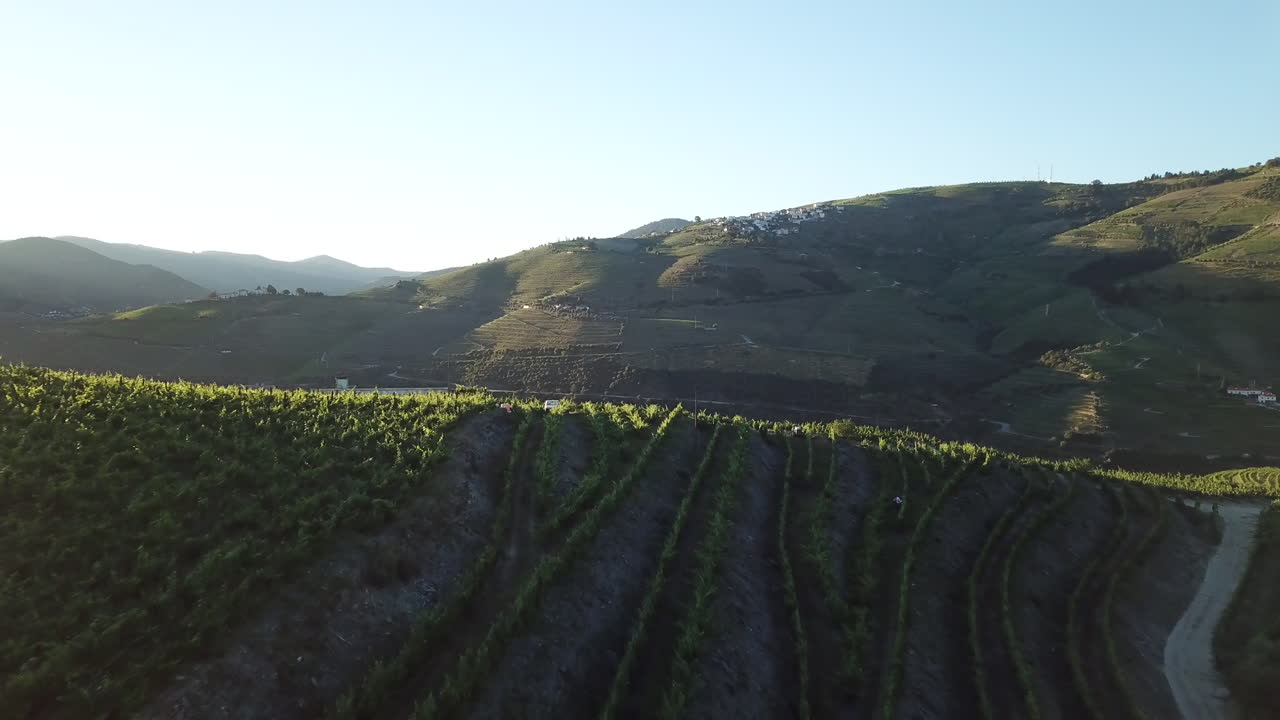 Sorvolando il verde vigneto della Valle del Douro verso le colline che si ergono sullo sfondo mentre la luce del sole mattutino illumina uno splendido paesaggio